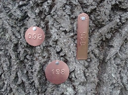 Numbered Tags in copper Numbered Tags in copper